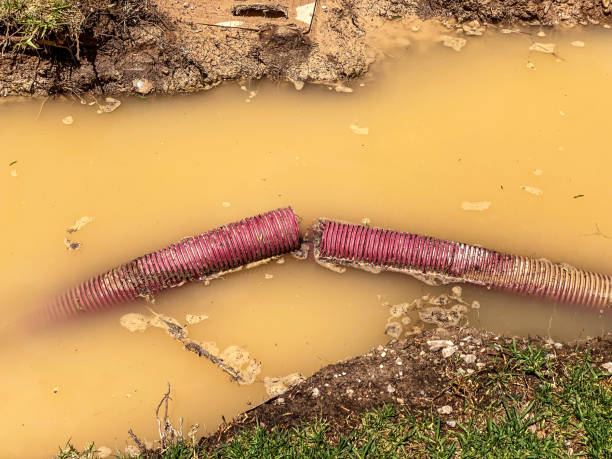 Best Flood restoration services  in Juno Beach, FL